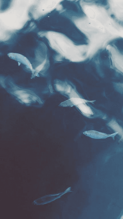 Fish texture
